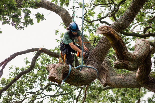 Best Commercial Tree Services  in Metzger, OR