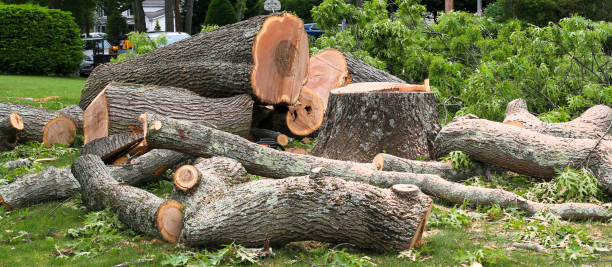 Best Emergency Tree Removal  in Metzger, OR