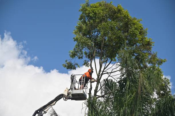 Best Hedge Trimming  in Metzger, OR