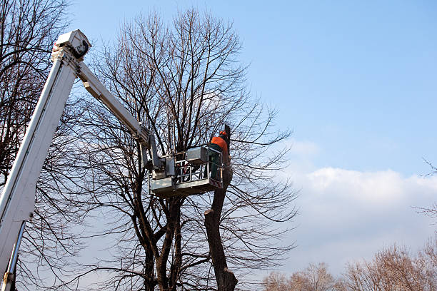 Best Arborist Consultation Services  in Metzger, OR